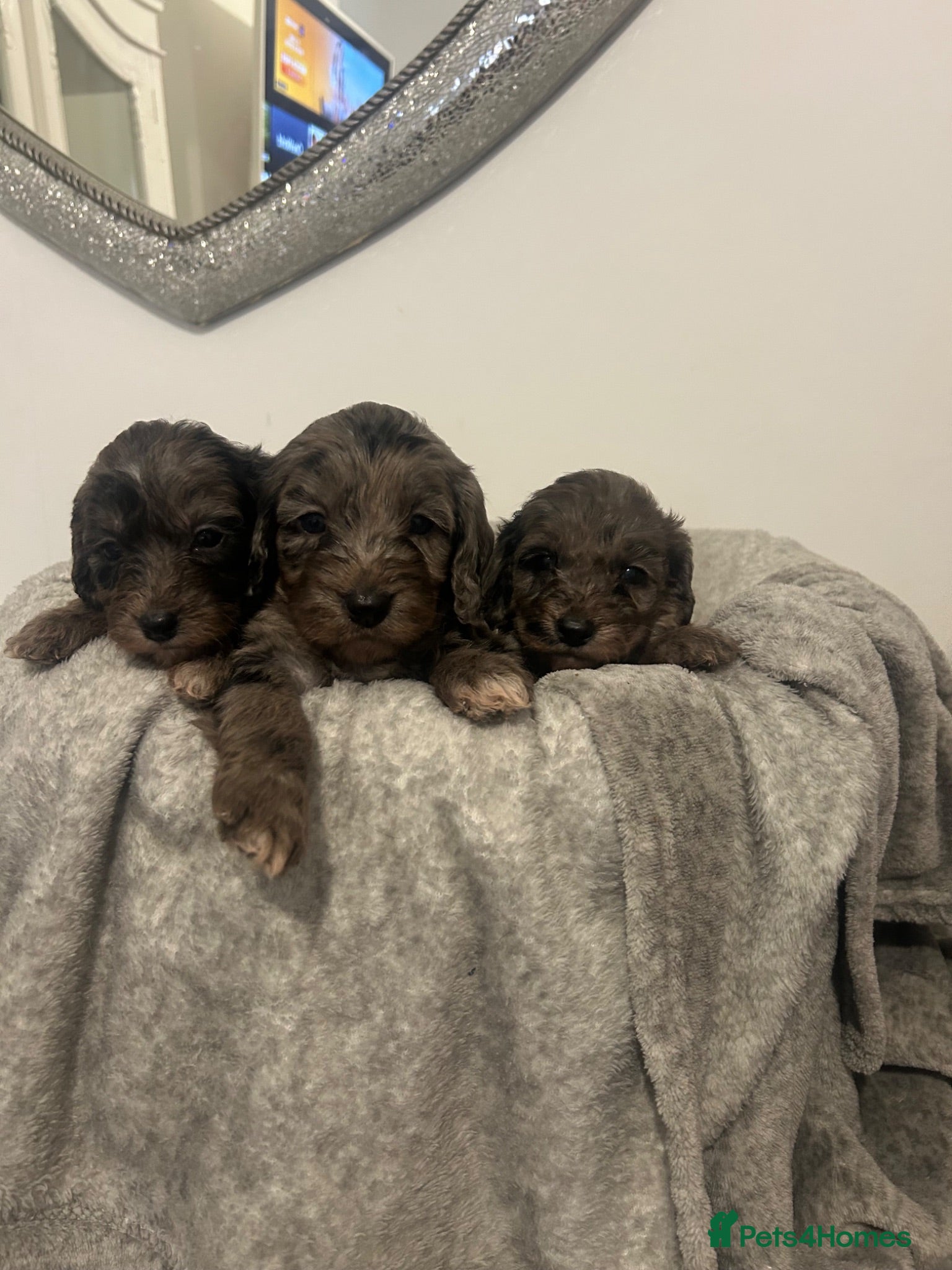 Cockapoo dogs F1 miniature cockerpoos  - Advert 17