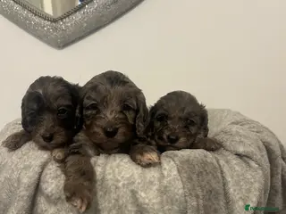 Cockapoo dogs F1 miniature cockerpoos - Advert 4