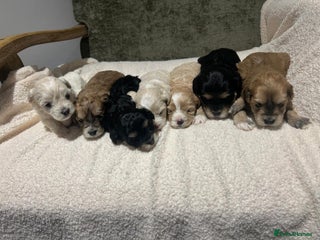 Maltipoo dogs Maltipoo puppies - Advert 13