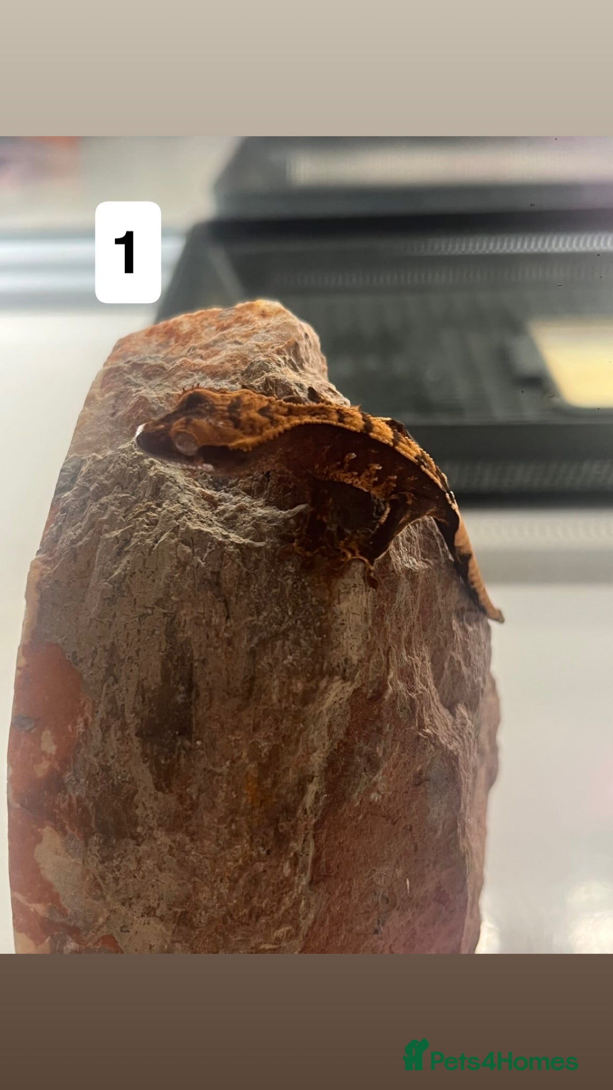 Gecko reptiles Crested gecko babies  - Advert 17