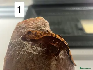 Gecko reptiles Crested gecko babies - Advert 12