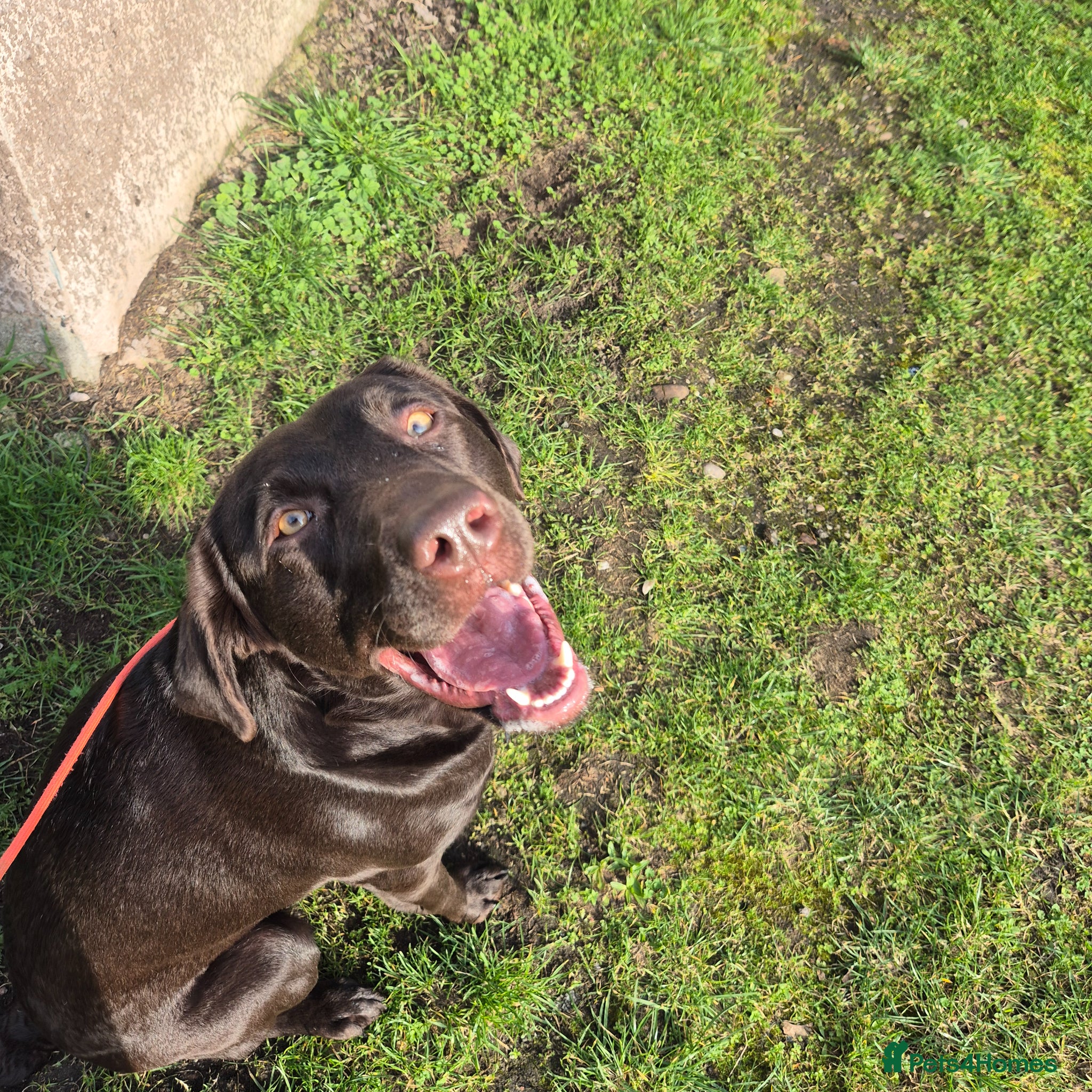 Labrador Retriever dogs Kc registered labradors  - Advert 1