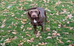 Springador dogs for sale: LAST Female springador for SALE - Image 1