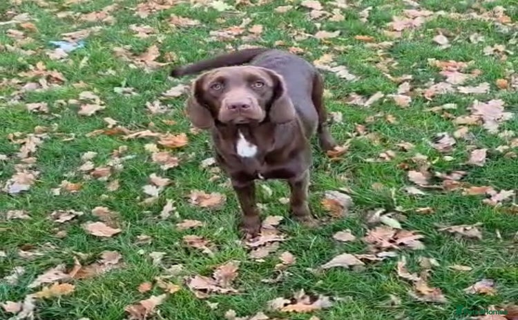 Springador dogs - Advert 2