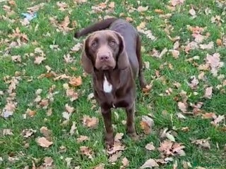 Springador dogs - Advert 2