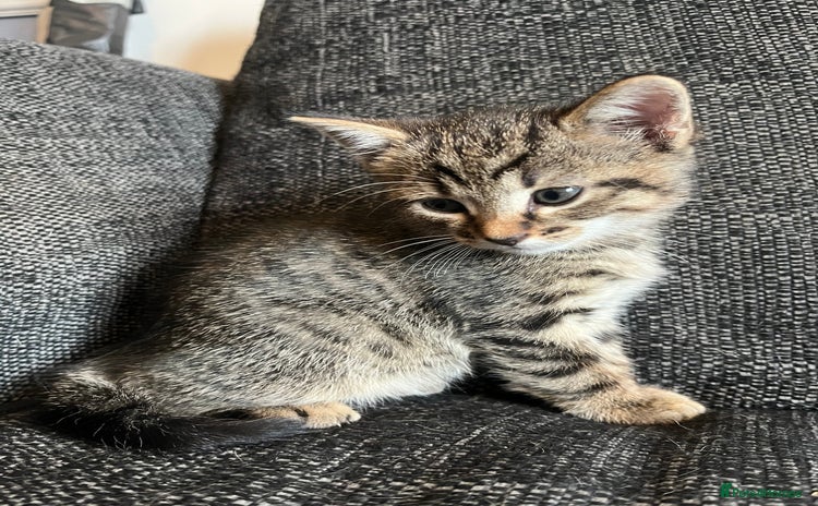 Domestic Shorthair cats - Advert 1