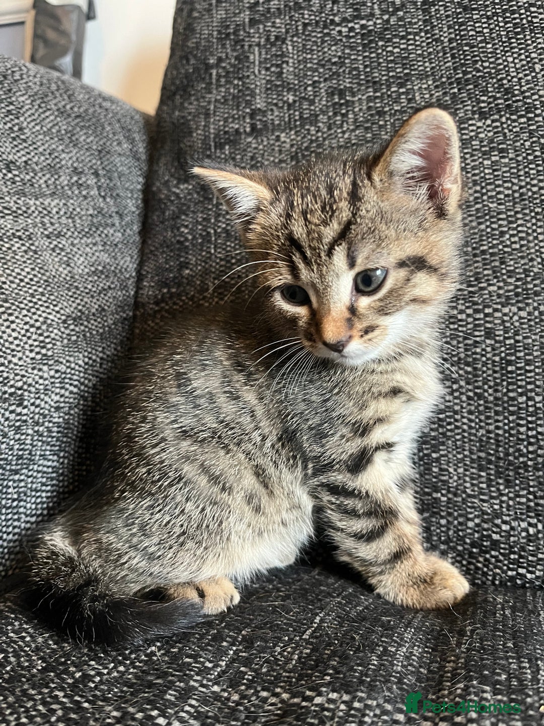Domestic Shorthair cats for sale: 1 Gorgeous baby male Tiger left  - Image 1