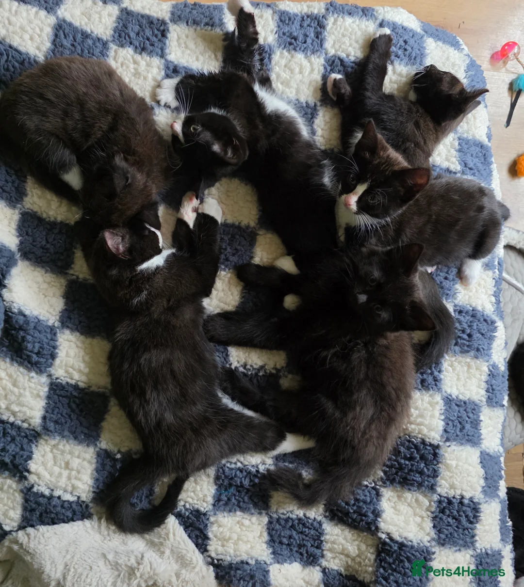 Mixed Breed cats for sale: Kittens for sale! - Advert 18