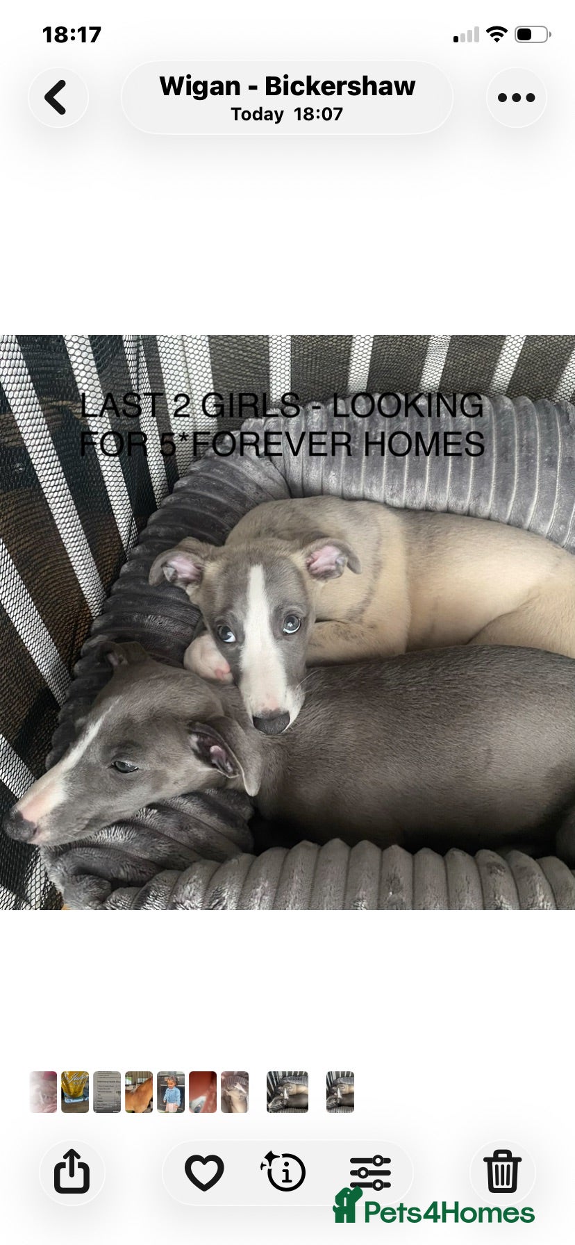 Whippet dogs STUNNING  RKC LITTER  - Advert 1