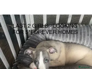 Whippet dogs STUNNING RKC LITTER - Advert 15
