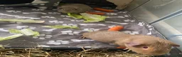 Guinea Pig rodents for sale: Two brothers for sale  in Burnham-on-Sea - Advert 3