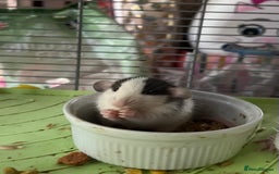 Rat rodents for sale: Dumbo x fancy rats  - Image 3