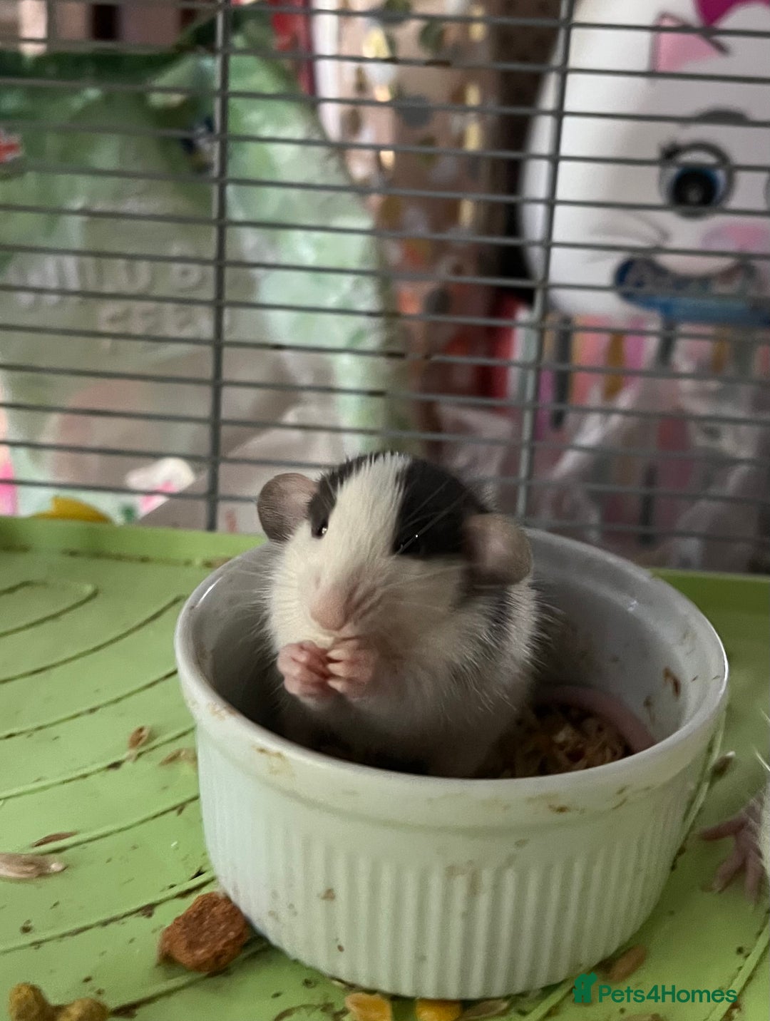Rat rodents for sale: Dumbo x fancy rats  - Image 3