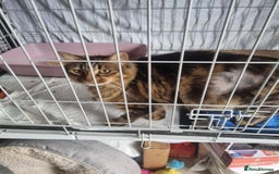 Domestic Shorthair cats for adoption: -Adopt from Cats in Crisis East London  - Image 2