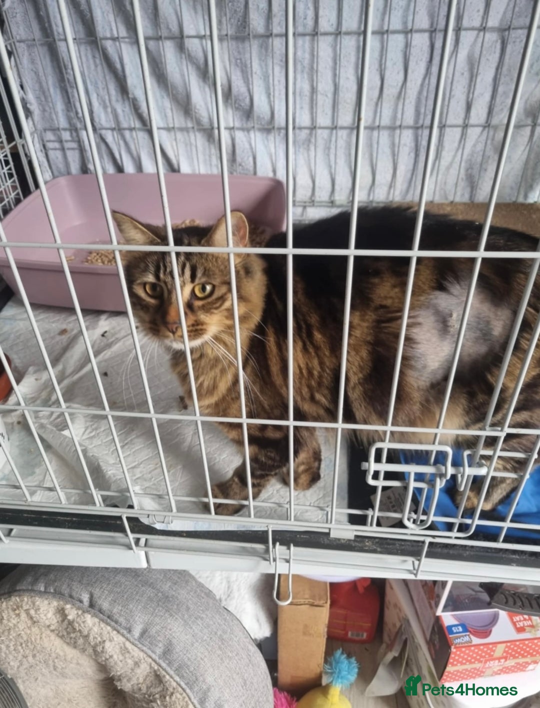 Domestic Shorthair cats for adoption: -Adopt from Cats in Crisis East London  - Image 2