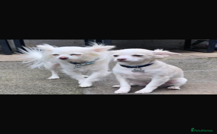 Chihuahua dogs - Advert 1