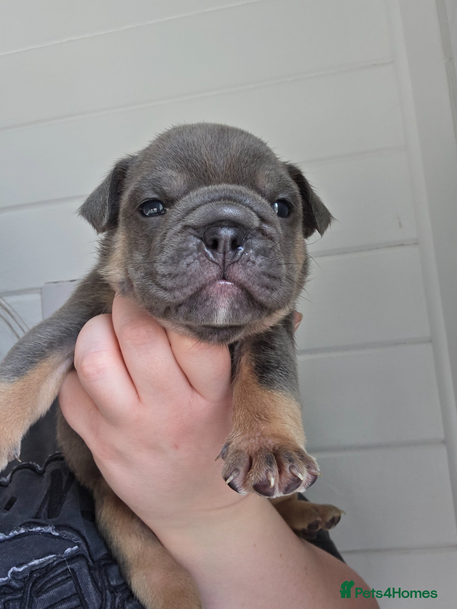 English Bulldog dogs british bulldog pups - Advert 2