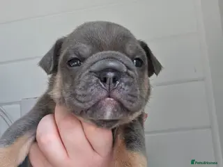 English Bulldog dogs british bulldog pups - Advert 2