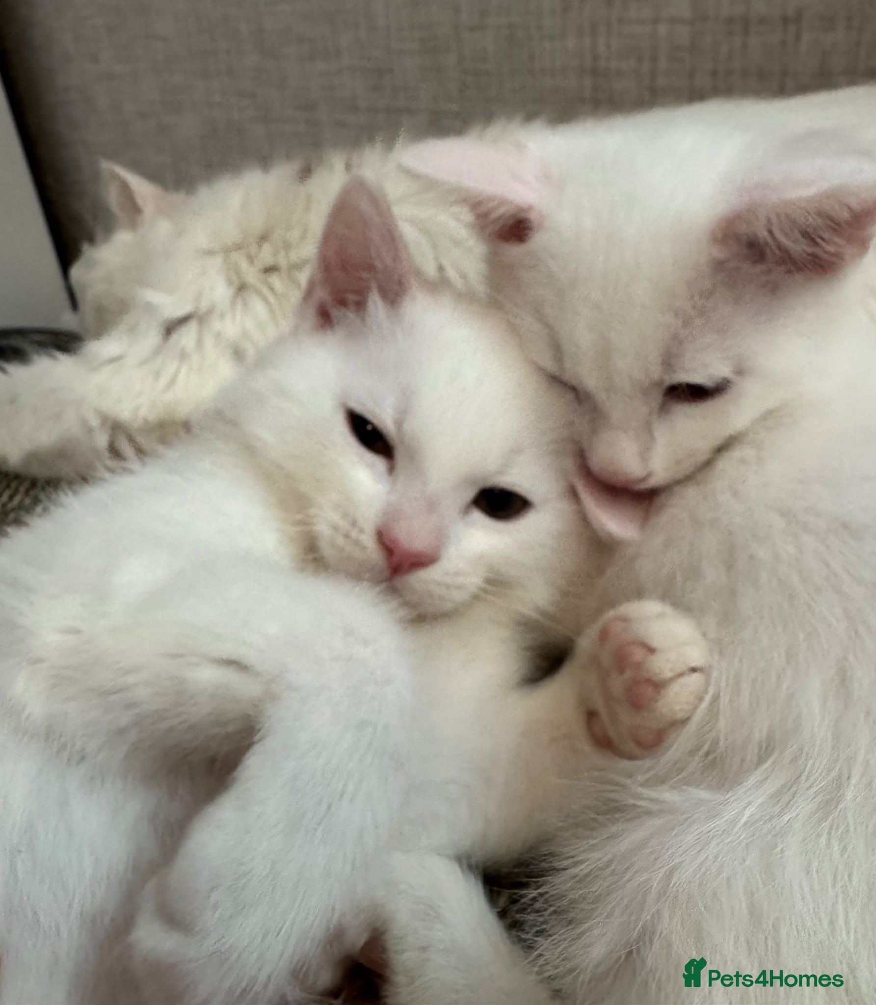 Munchkin cats Male kittens  - Advert 4