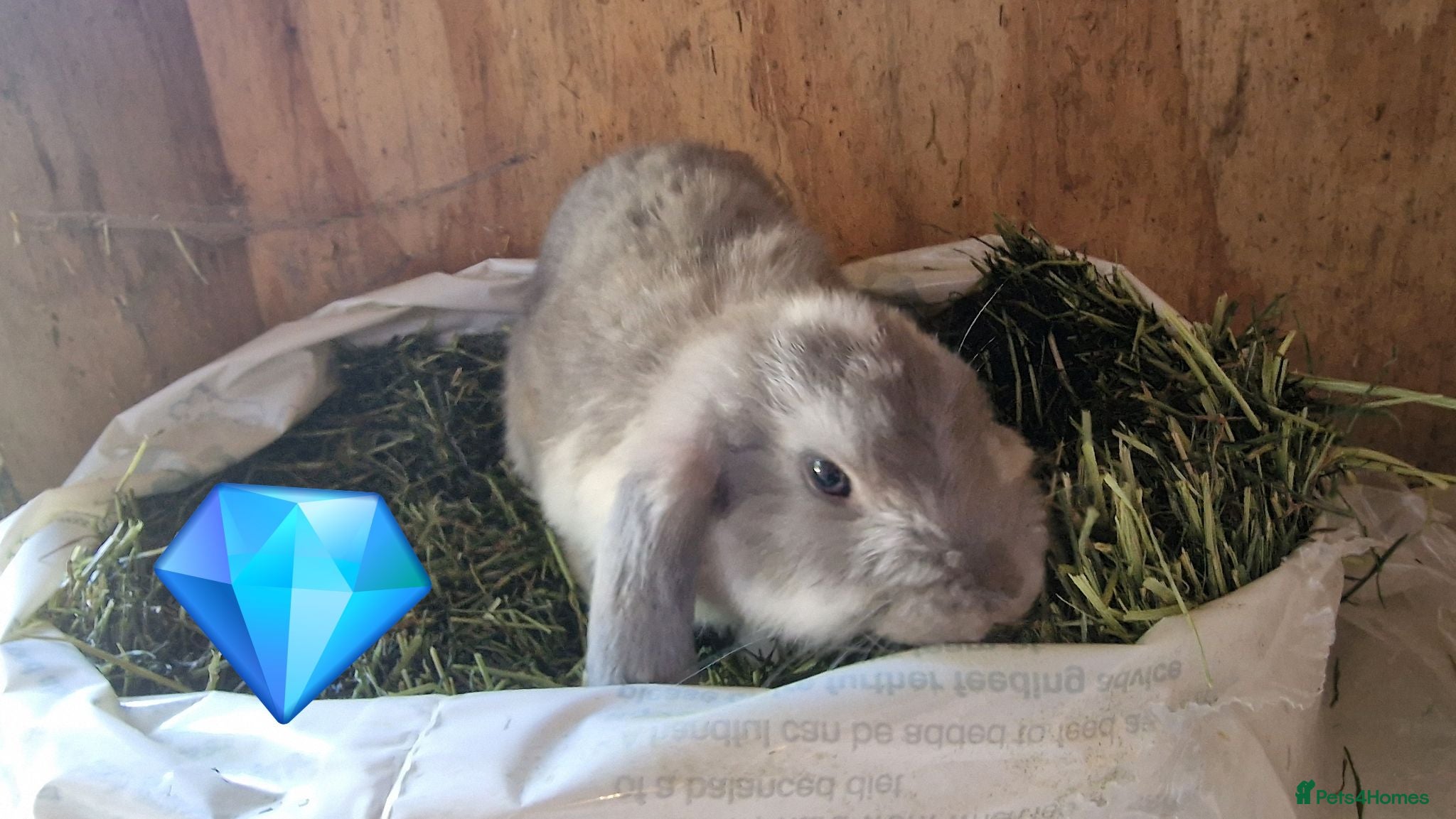 French Lop rabbits French lop babies for sale - Advert 2