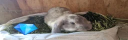 French Lop rabbits for sale: French lop babies for sale - Advert 2