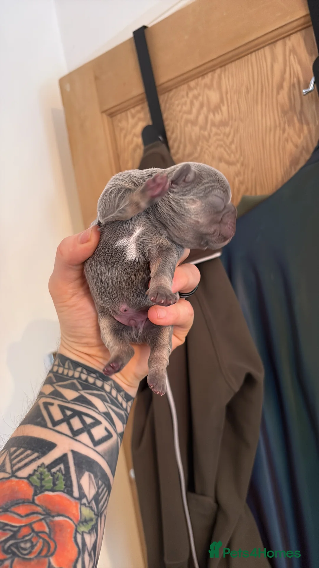 French Bulldog dogs for sale: HIGHLY HEALTH TESTED FRENCHIE PUPS - Advert 17