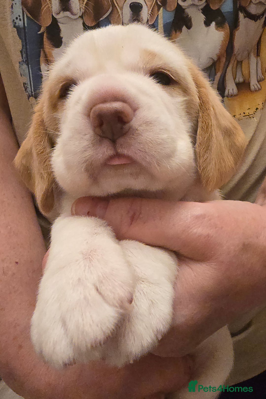 Beagle dogs for sale: Kennel Club Reg Beagle pups tri male, t/w bitch  - Advert 16