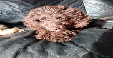 Australian Labradoodle dogs - Advert 7