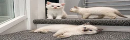 Ragdoll cats for stud: Ragdoll Stud - Experienced  - Advert 8