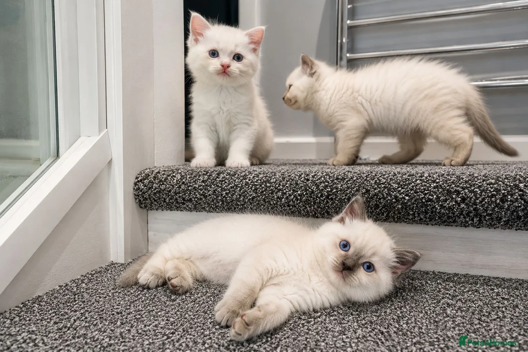 Ragdoll cats for stud: Ragdoll Stud - Experienced  - Advert 8
