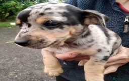 Jack Russell dogs for sale: Rare short legged Jack Russell puppies - Image 6