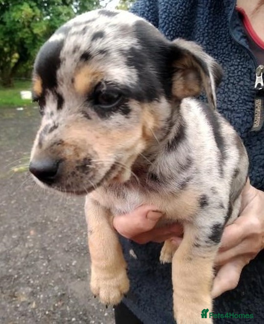 Jack Russell dogs for sale: Rare short legged Jack Russell puppies - Image 6