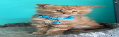 Maine Coon Kitten 2