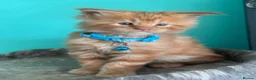 Maine Coon cats for sale: Beautiful mainecoon kittens  - Advert 15