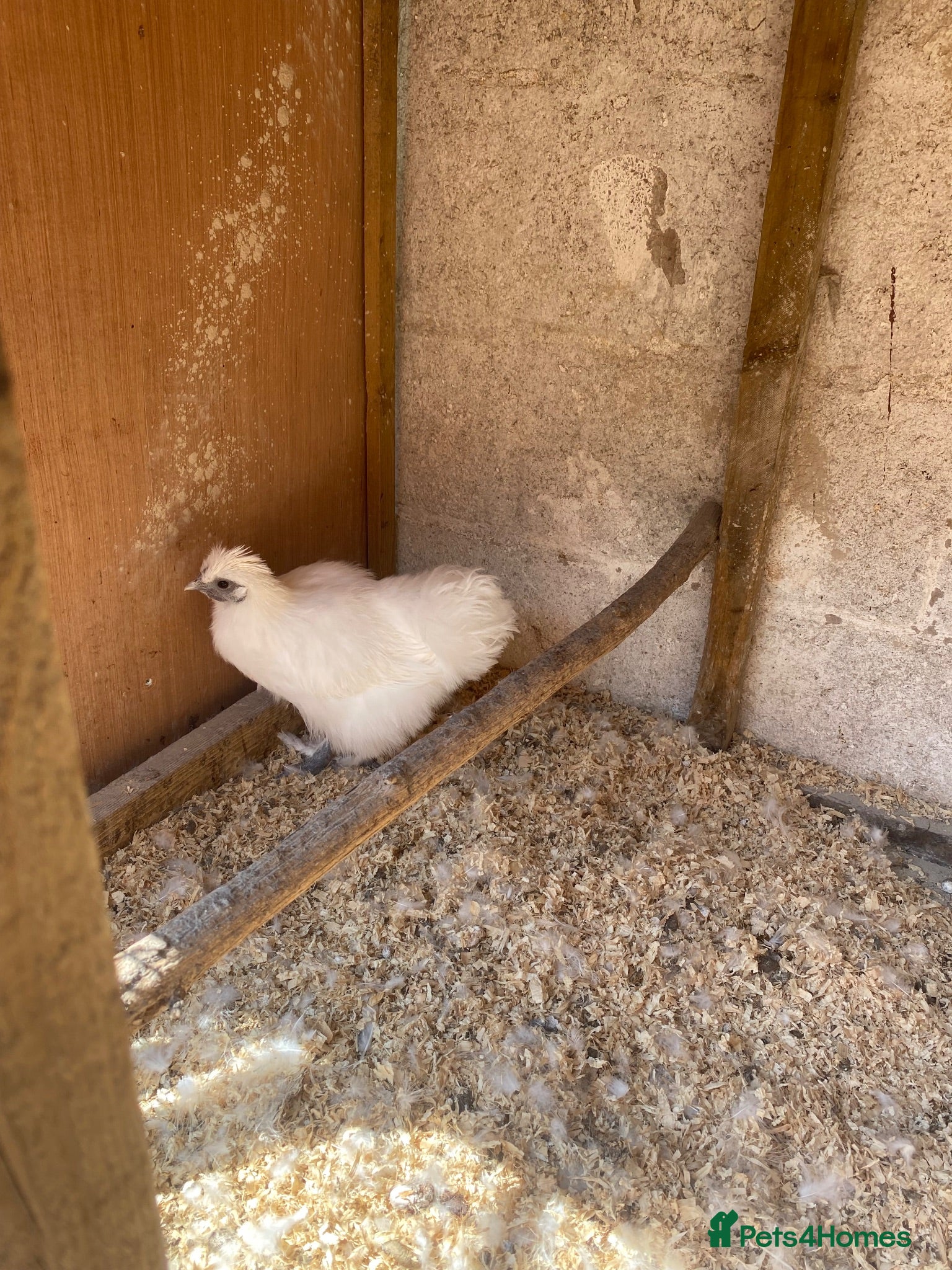 Chickens poultry Trio of young pure white silkies - Advert 5