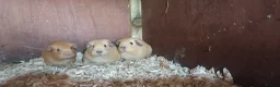 Guinea Pig rodents for sale: Californian guinea pigs males and females  in Skelmersdale - Advert 4