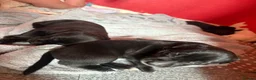 Mixed Breed dogs for sale:  Gorgeous Staffy x Puppies – Ready in 2 Weeks! in Peterborough - Advert 12