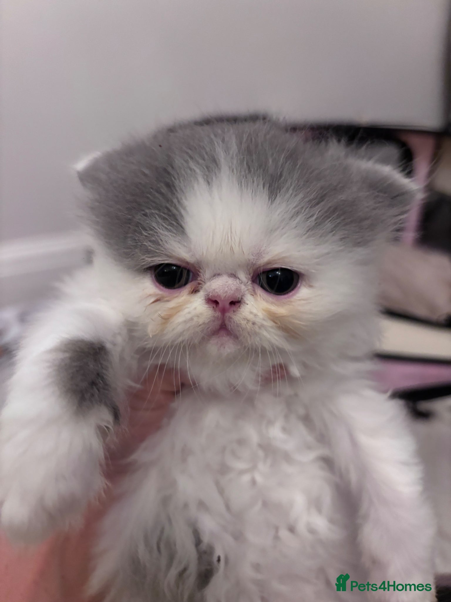 Persian cats 💖💖🐱💙💙 Persian kittens 💙💙🐱💖💖 - Advert 4