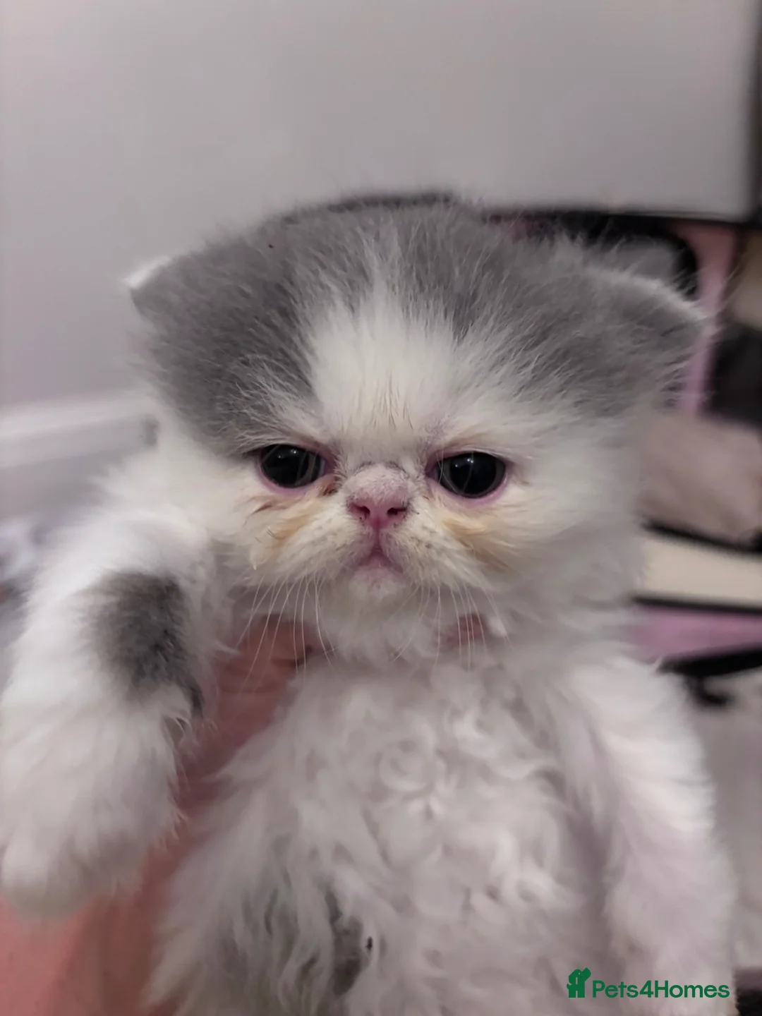 Persian cats for sale: 💖💖🐱💙💙 Persian kittens 💙💙🐱💖💖 - Advert 1