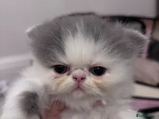 Persian cats 💖💖🐱💙💙 Persian kittens 💙💙🐱💖💖 - Advert 1