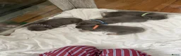 French Bulldog dogs for sale: French bulldogs puppies  in Mansfield - Advert 16