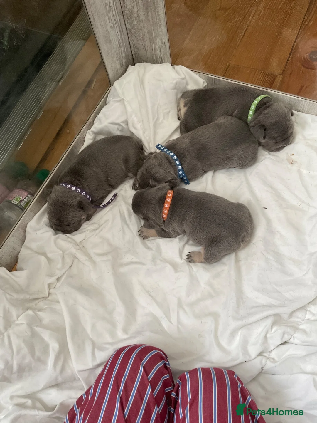 French Bulldog dogs for sale: French bulldogs puppies  in Mansfield - Advert 16