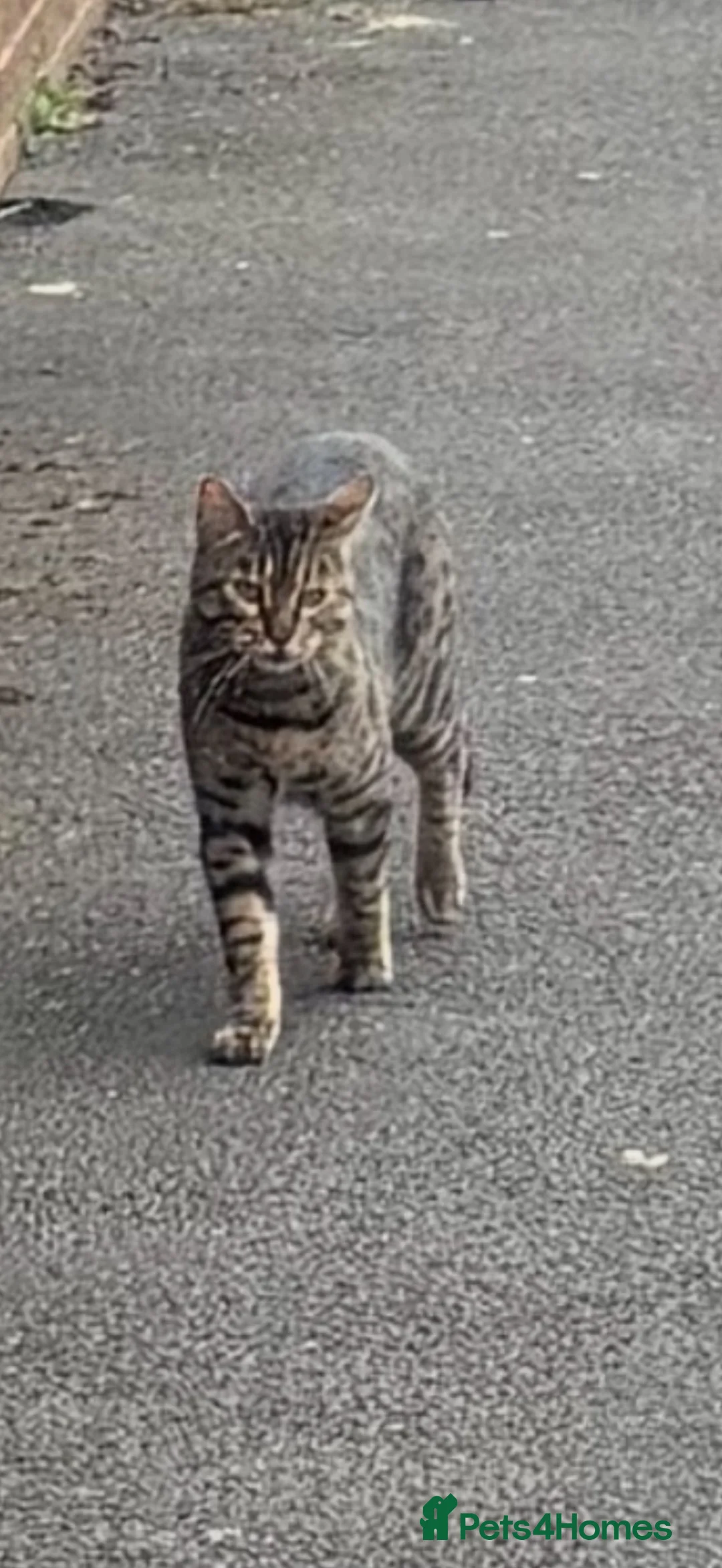 Bengal cats for sale: 2 year old male Bengal cat  - Advert 3