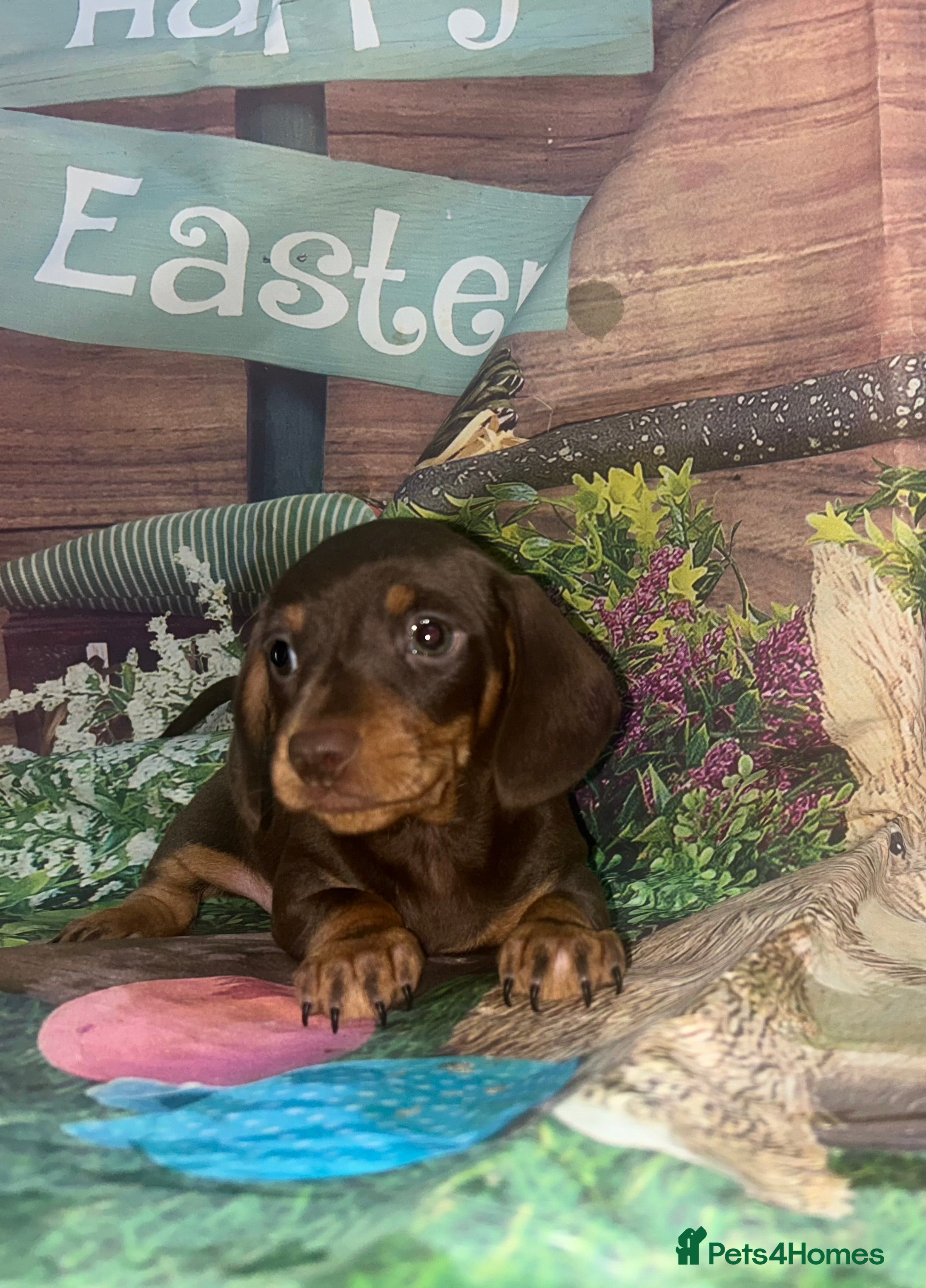 Miniature Dachshund dogs KC Reg Miniature Smooth Dachshund  - Advert 2