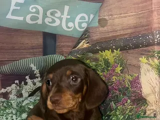 Miniature Dachshund dogs KC Reg Miniature Smooth Dachshund - Advert 2