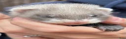 Ferret rodents for sale: 3 stunning gills - Advert 1