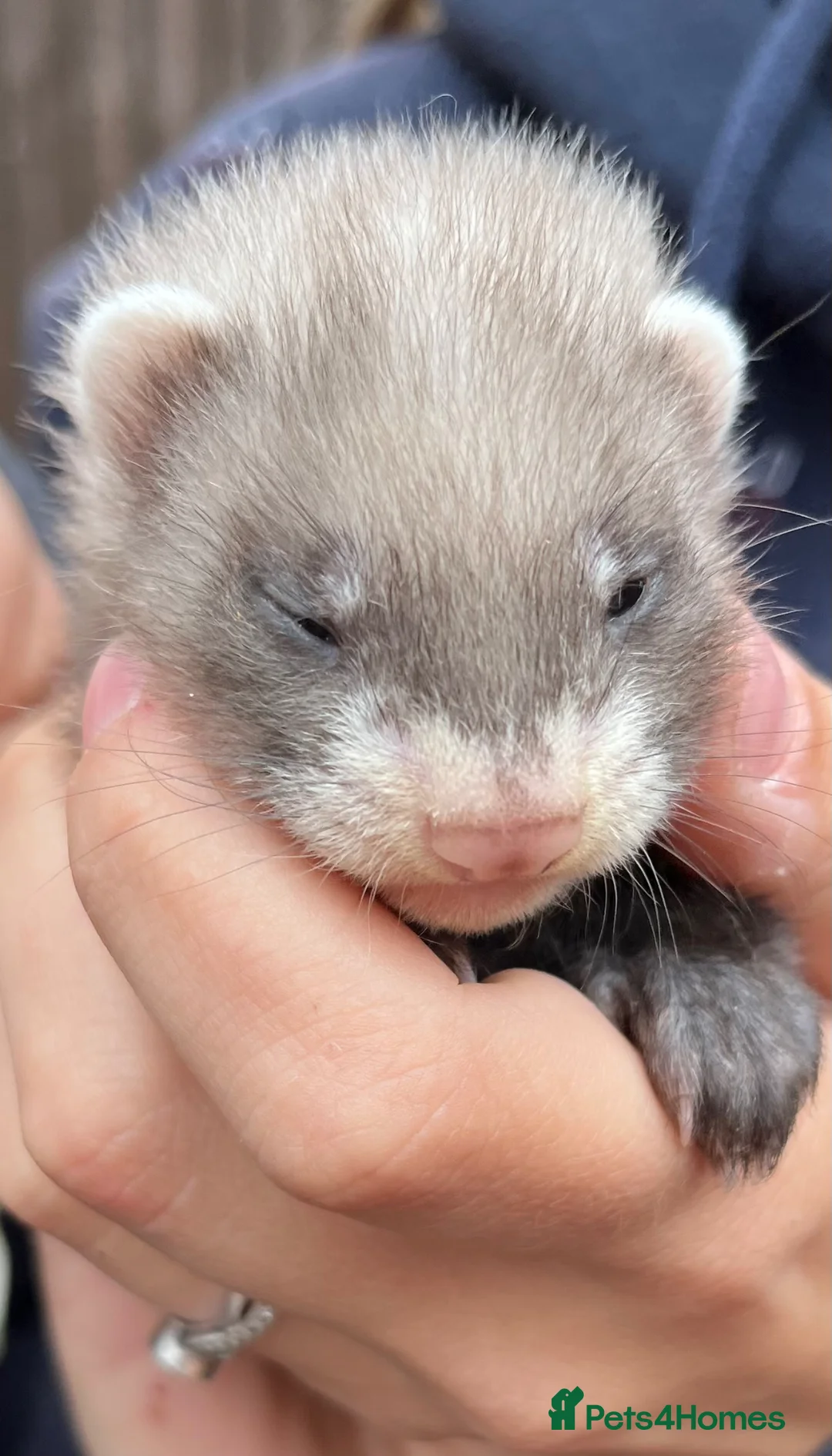 Ferret rodents for sale: 3 stunning gills - Advert 1