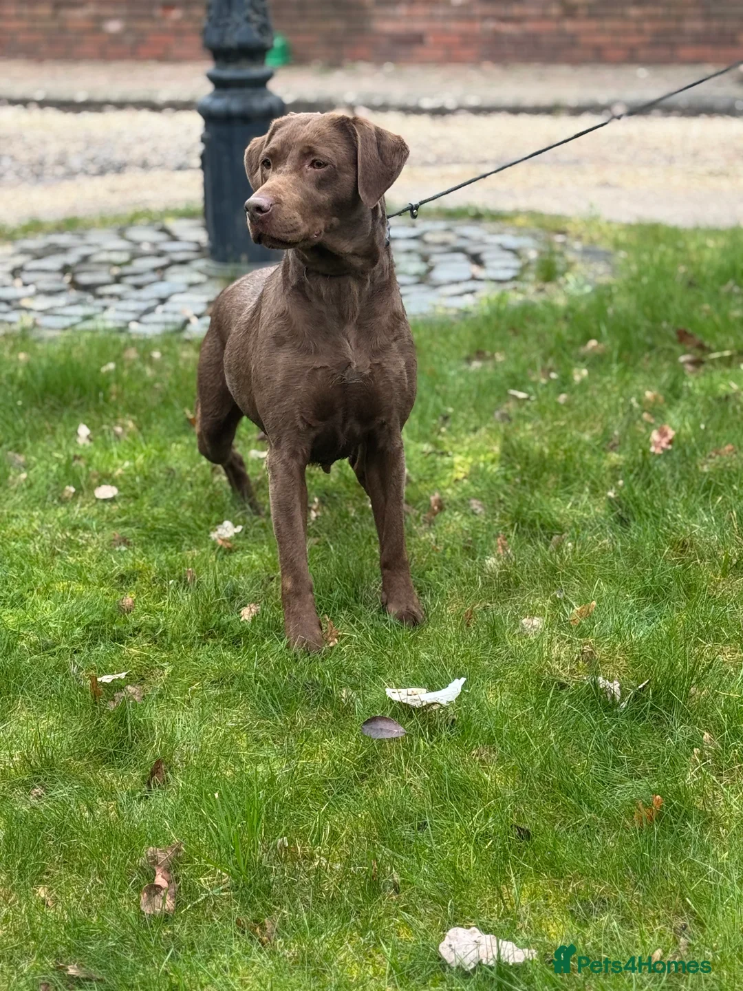 Labrador Retriever dogs for sale: Labrador Adult KC Females, Health Tested - Advert 2