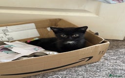 Mixed Breed cats for sale: Beautiful kittens ready for new home  - Image 4