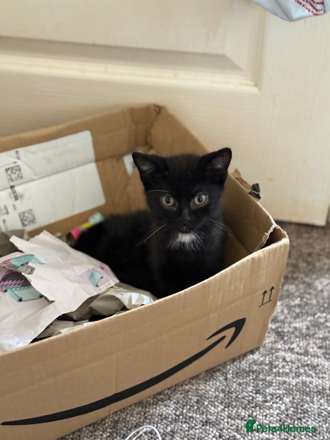 Mixed Breed cats for sale: Beautiful kittens ready for new home  - Image 4